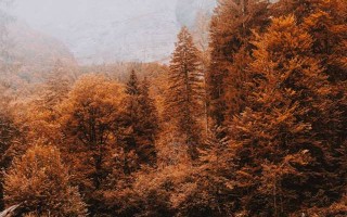  标题，家庭农场种植项目，绿色农业的希望与实践
